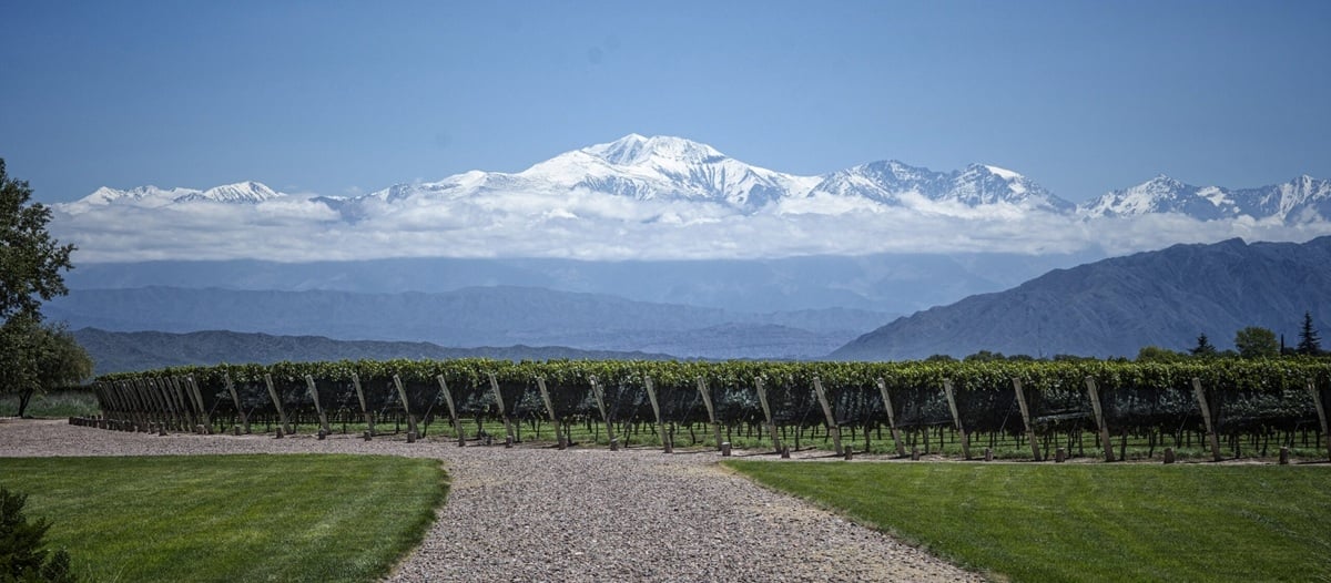 viñedos