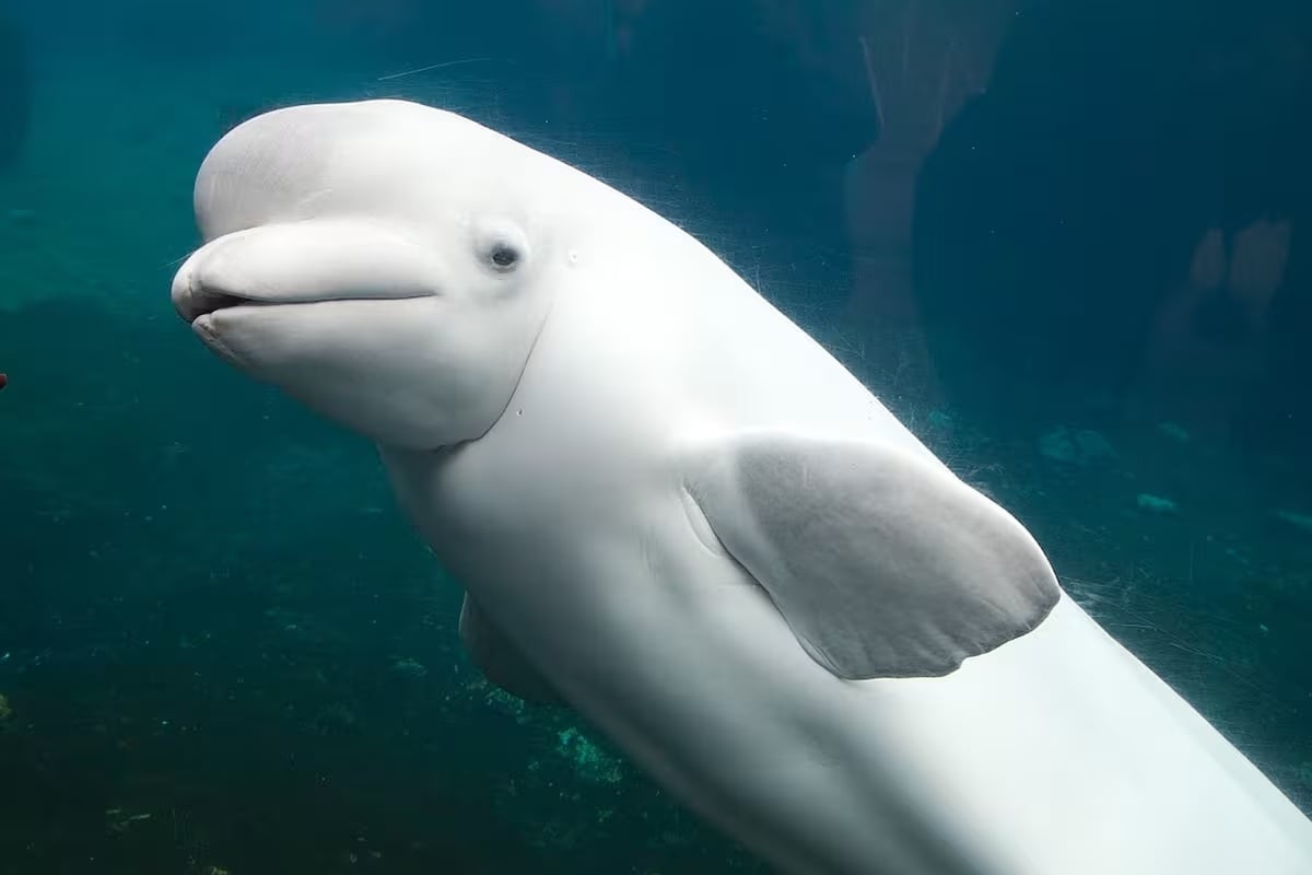 ballena