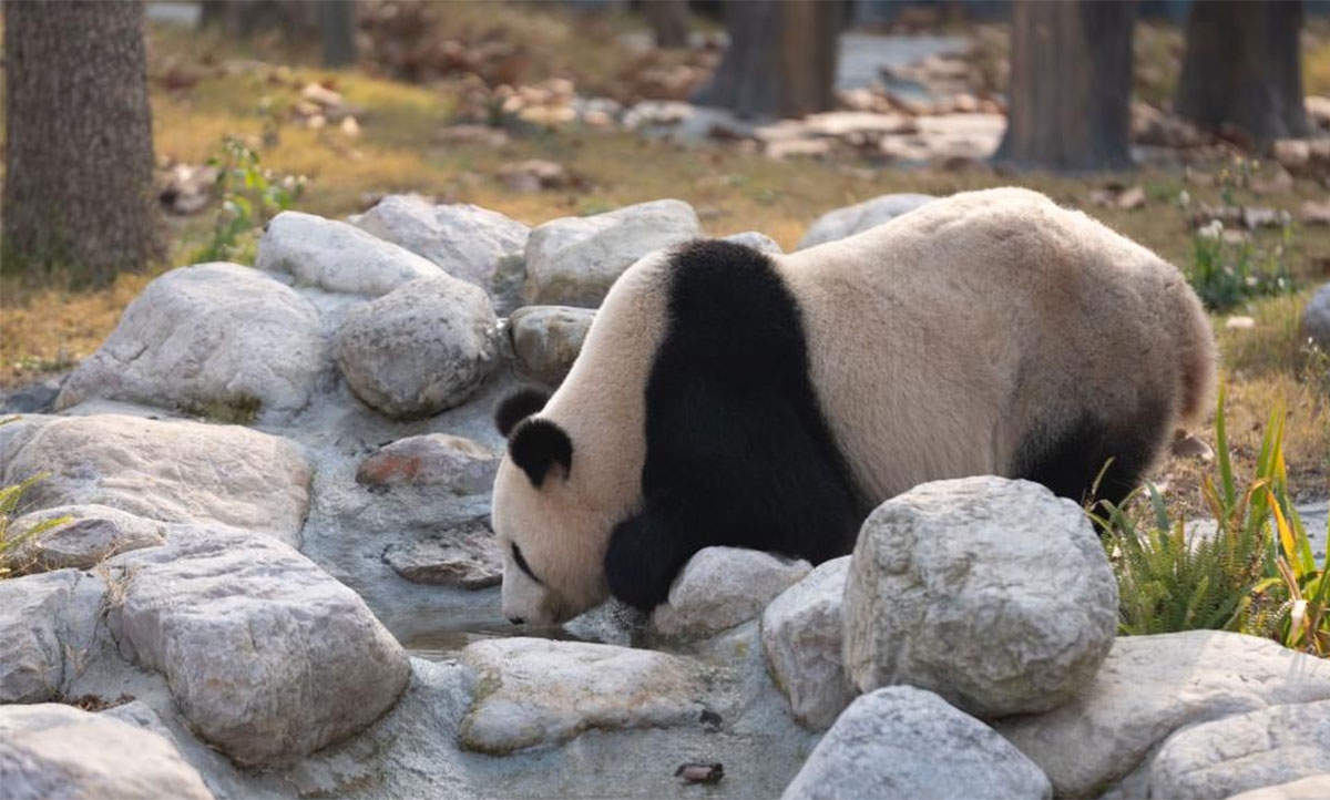 pandas-1
