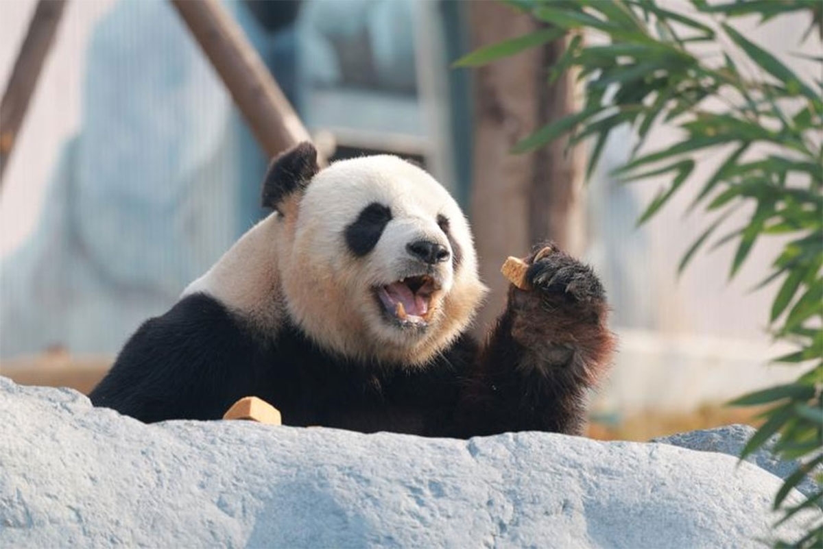 pandas-2