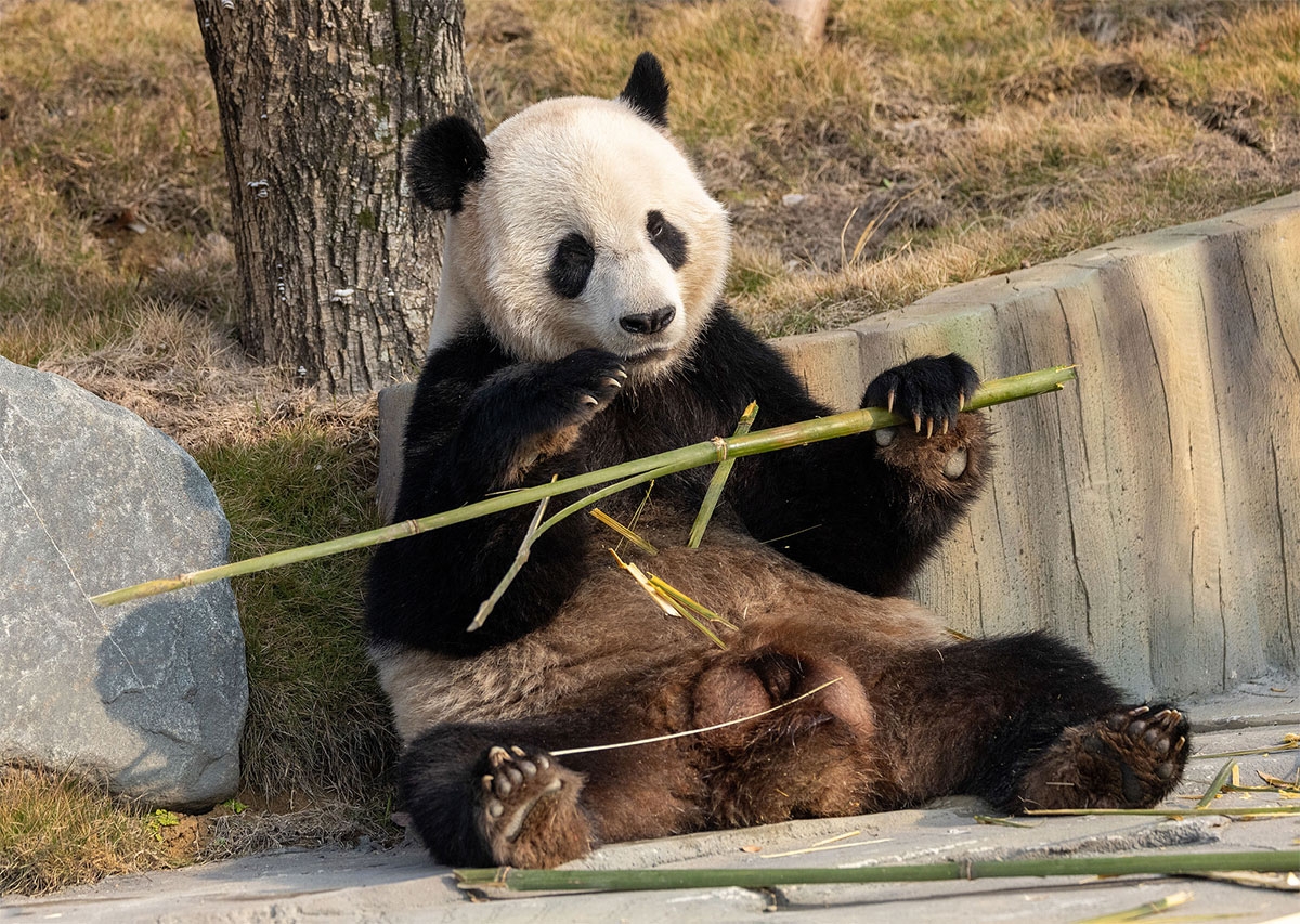pandas-3