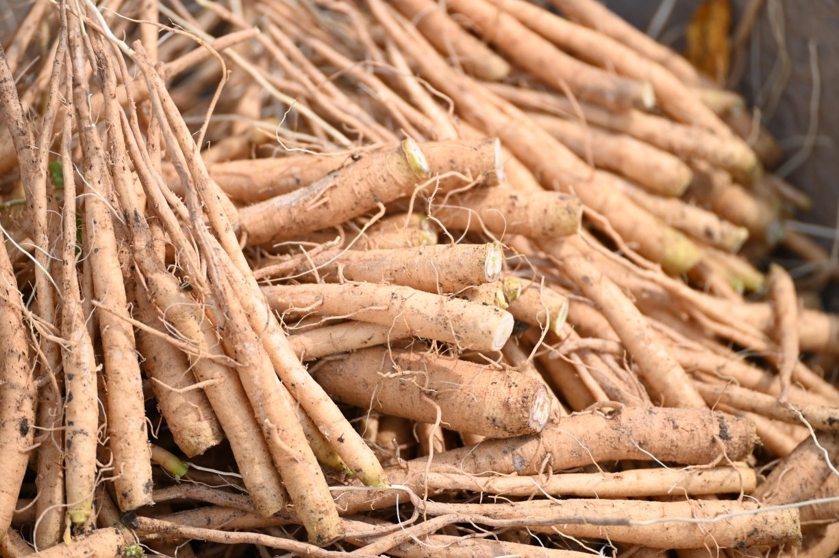 Ashwagandha1