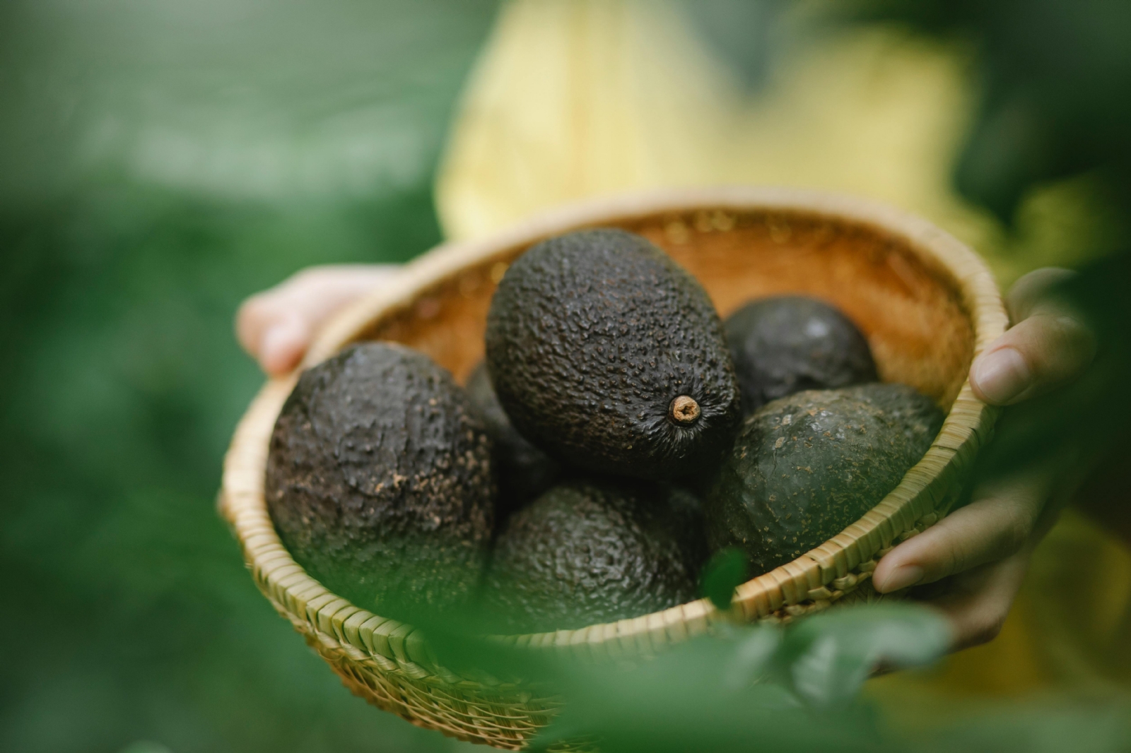 palta aguacate1