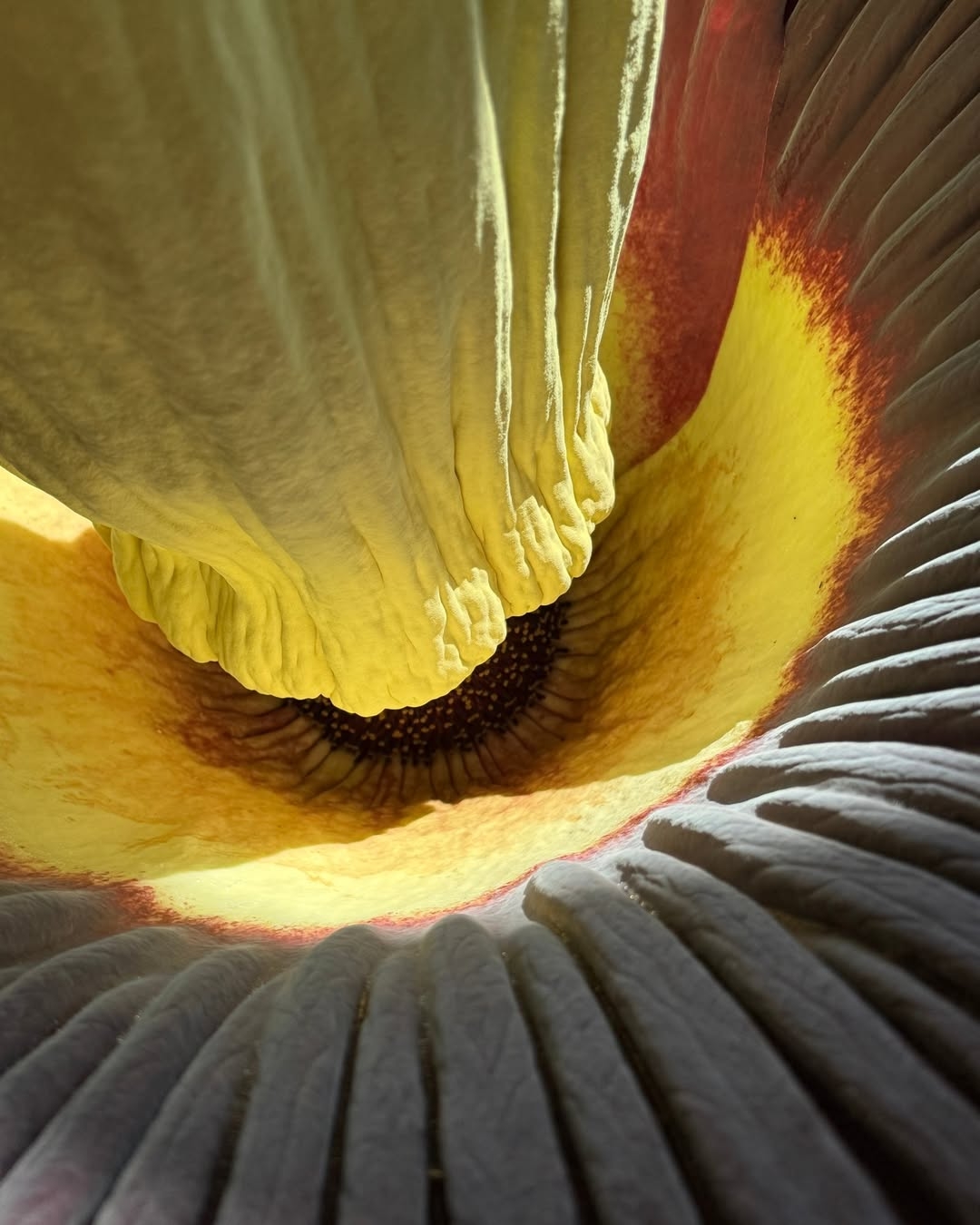 ???? Rekord im Botanischen Garten Berlin! ????Wir haben nachgemessen- Der Blütenstand unserer Titanenwurz (Amorphophallus titanum) hat unglaubliche 2,36 Meter erreicht – so hoch war er bei uns noch nie! ???? (3)