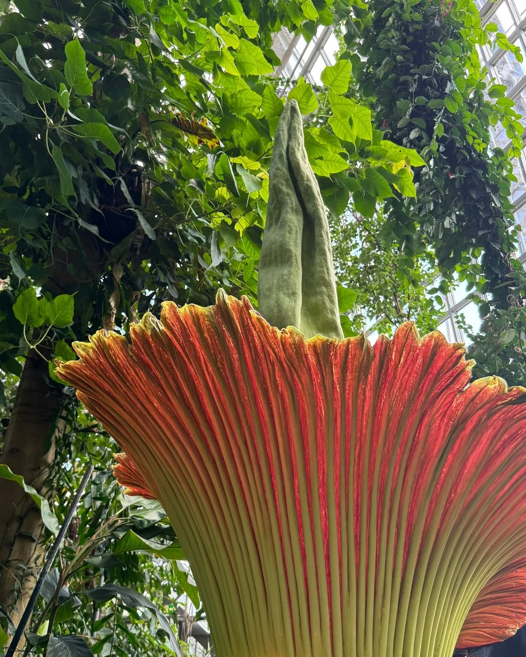 ???? Rekord im Botanischen Garten Berlin! ????Wir haben nachgemessen- Der Blütenstand unserer Titanenwurz (Amorphophallus titanum) hat unglaubliche 2,36 Meter erreicht – so hoch war er bei uns noch nie! ???? (2)