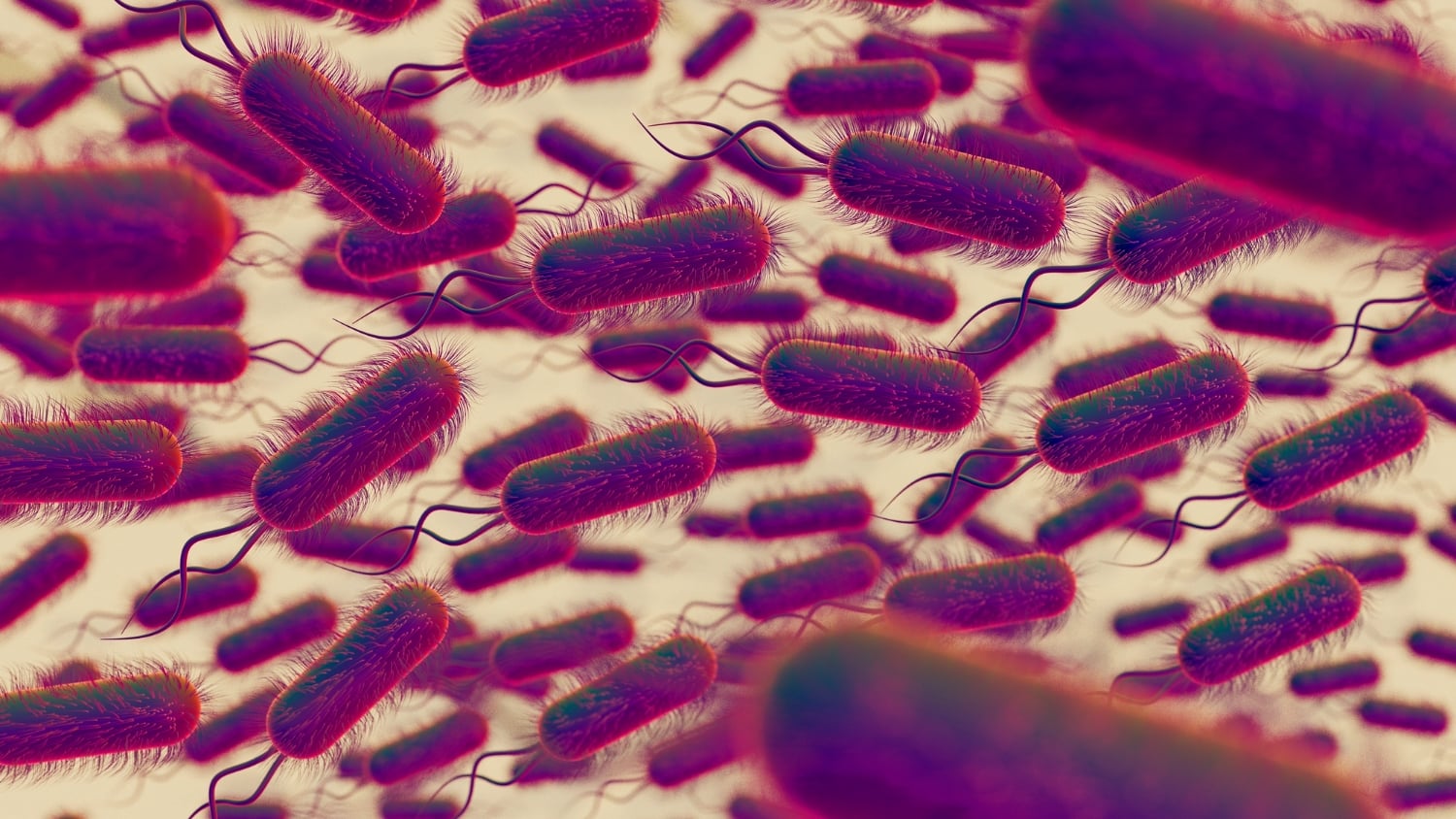 Toxoplasma gondii