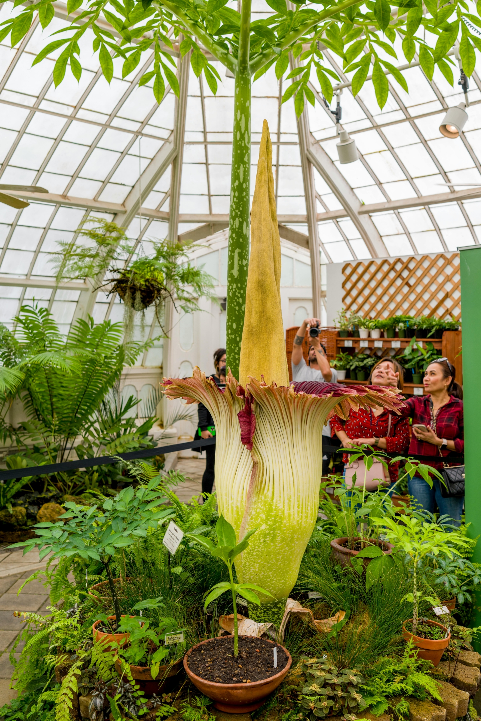 Amorphophallus titanum1