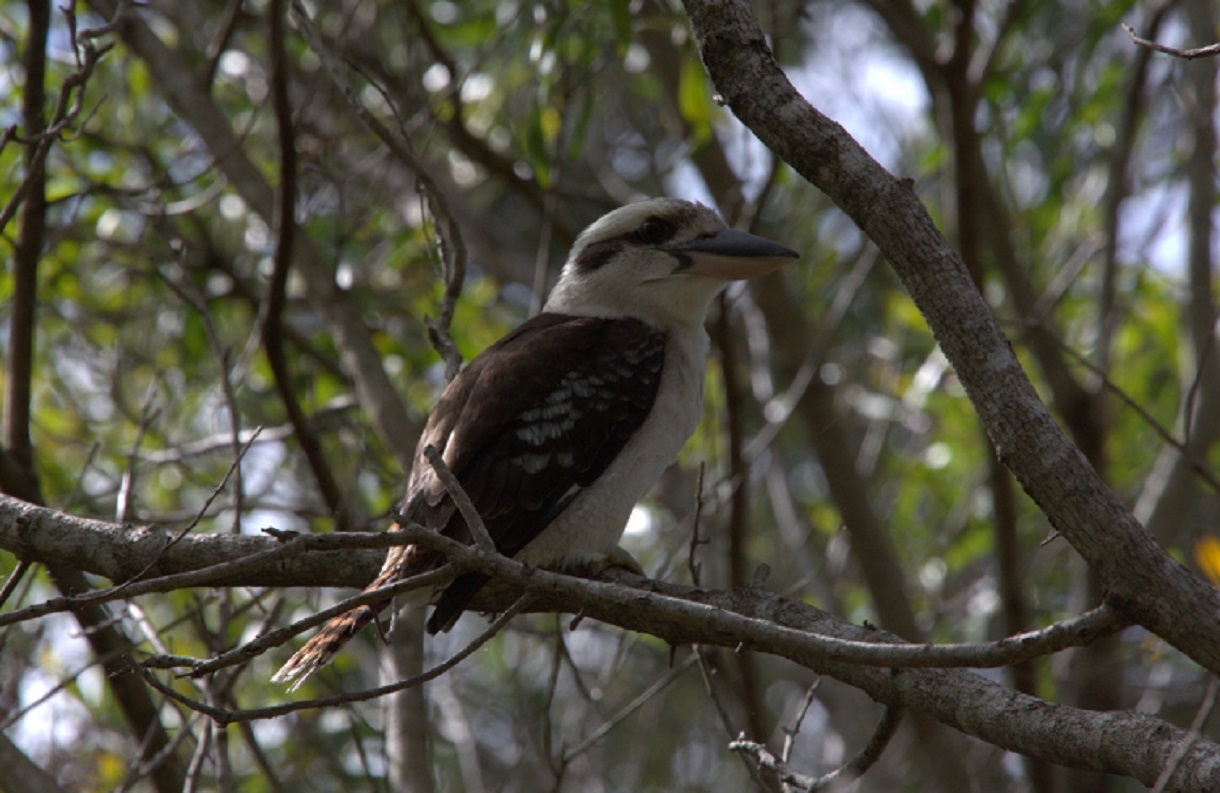 aves