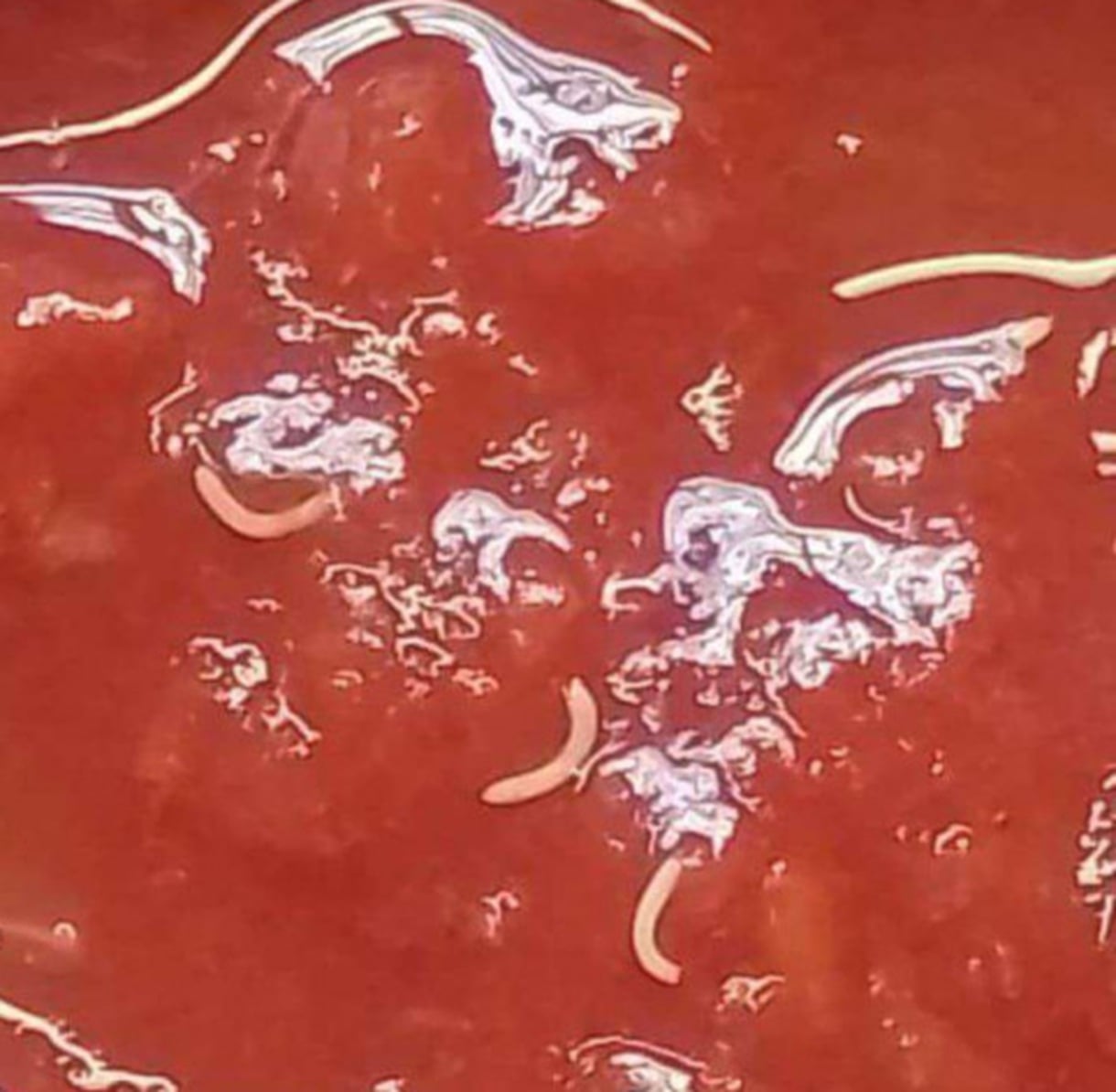 tomate