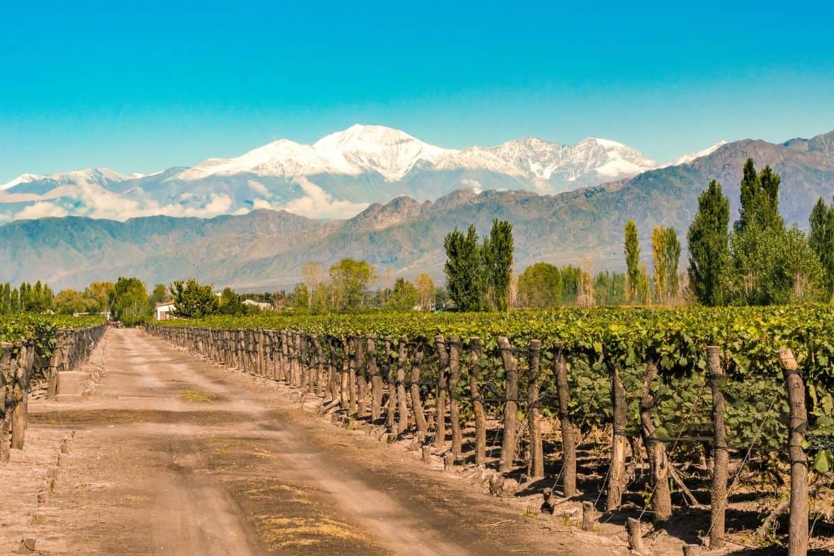 vinedos-en-mendoza