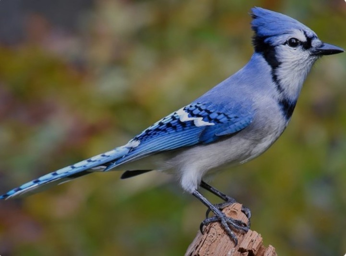 PAJARO HIBRIDO 2