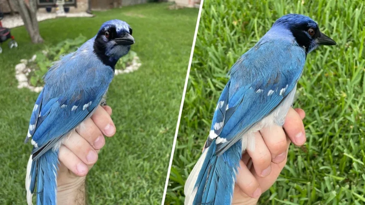 PAJARO HIBRIDO 6