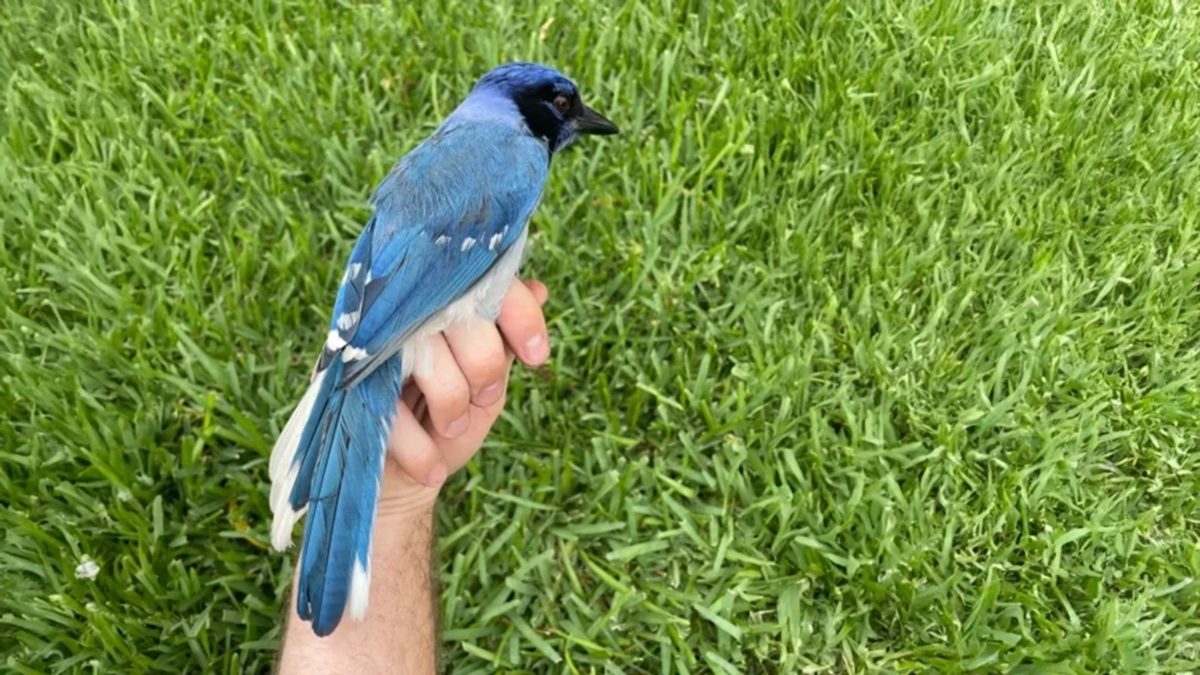 PAJARO HIBRIDO 8