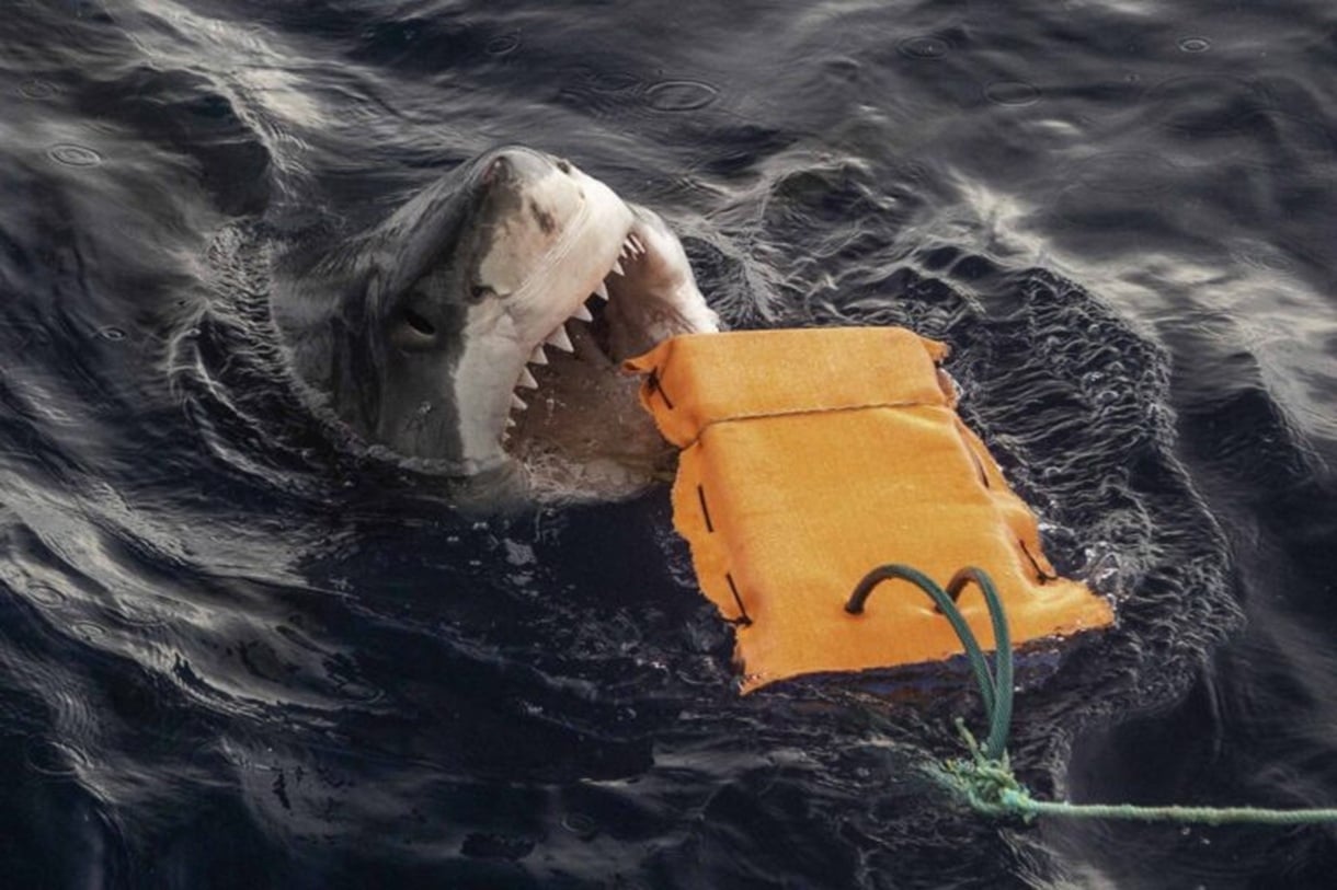 tiburones1