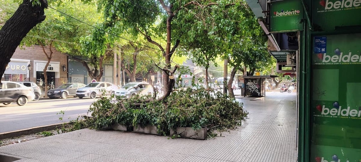arbol caido