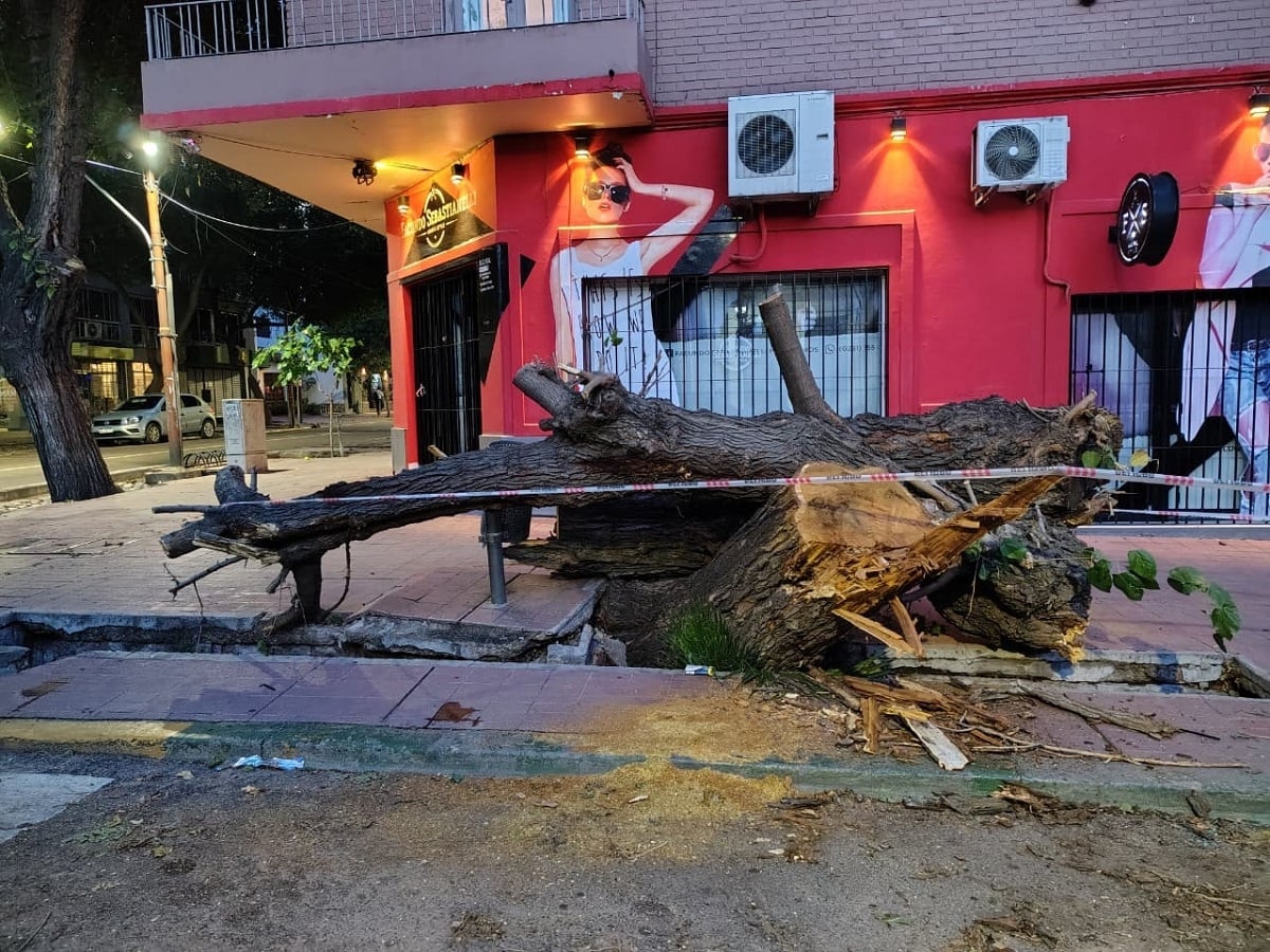 arbol 25 de mayo