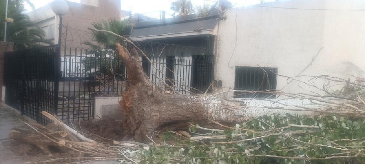 arbol