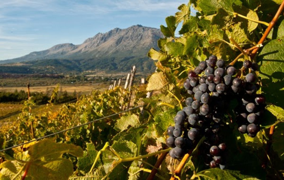www.minutoneuquen.com vinoschubut2