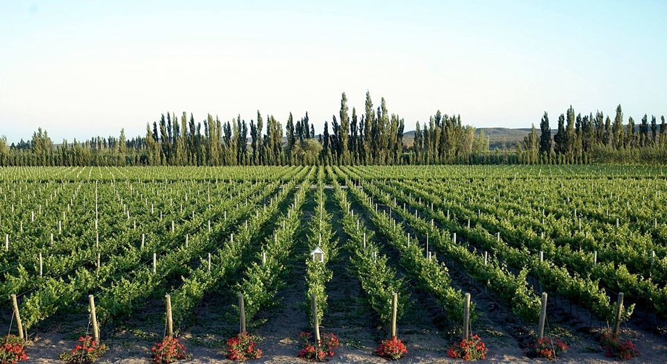 www.minutoneuquen.com señalesvino3