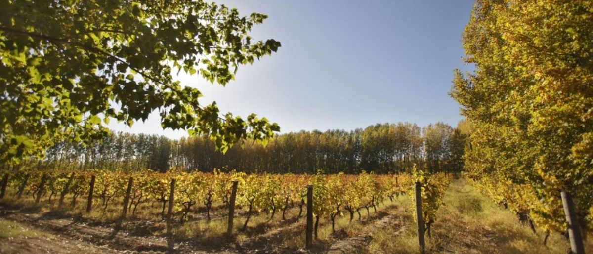 www.minutoneuquen.com señalesvino2