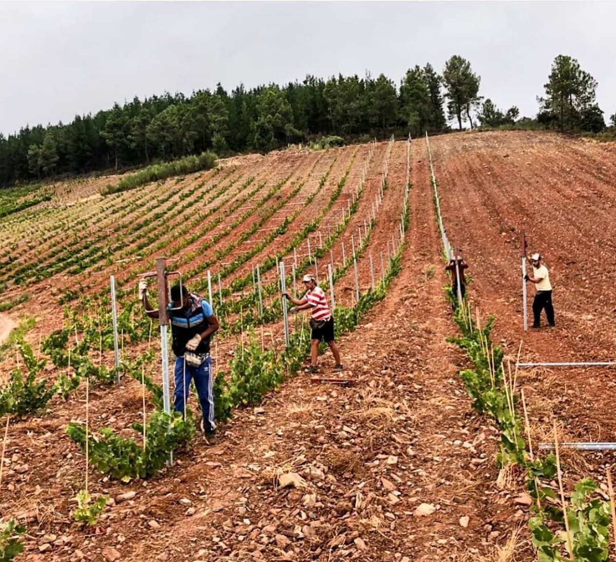 www.minutoneuquen.com vinoeco3