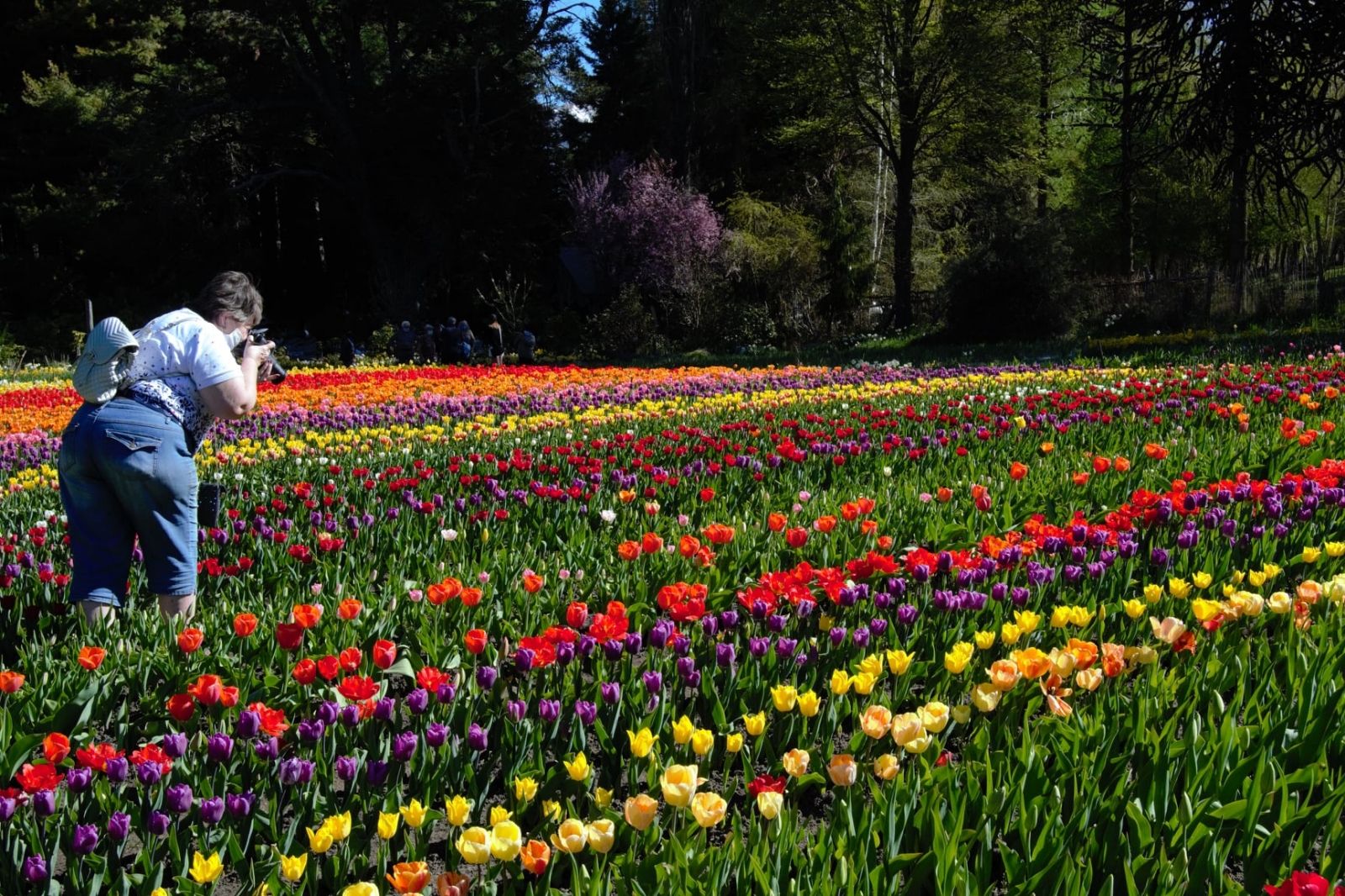 www.minutoneuquen.com tulipanes4