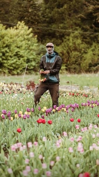 www.minutoneuquen.com tulipanes1