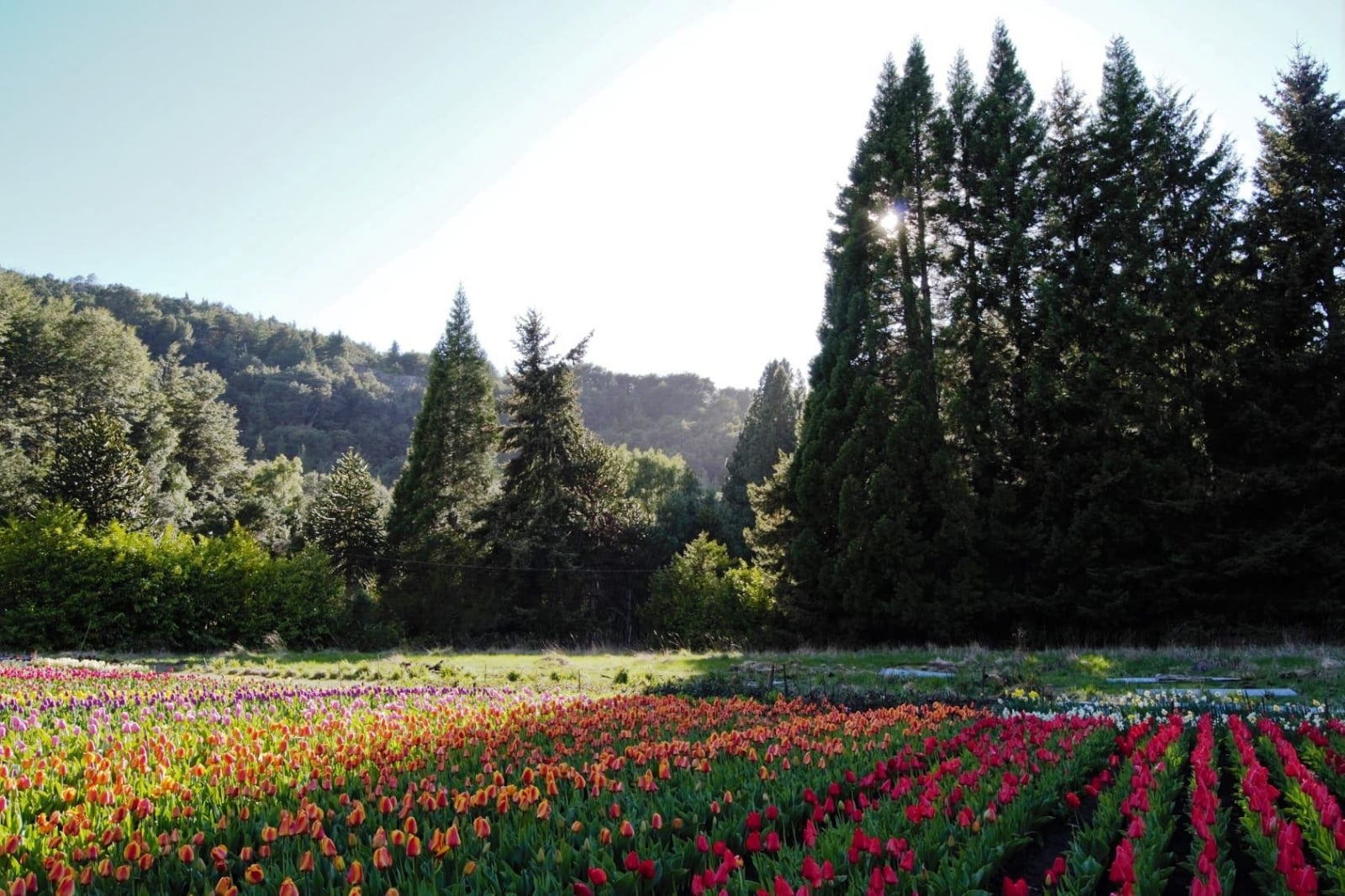 www.minutoneuquen.com tulipanes3