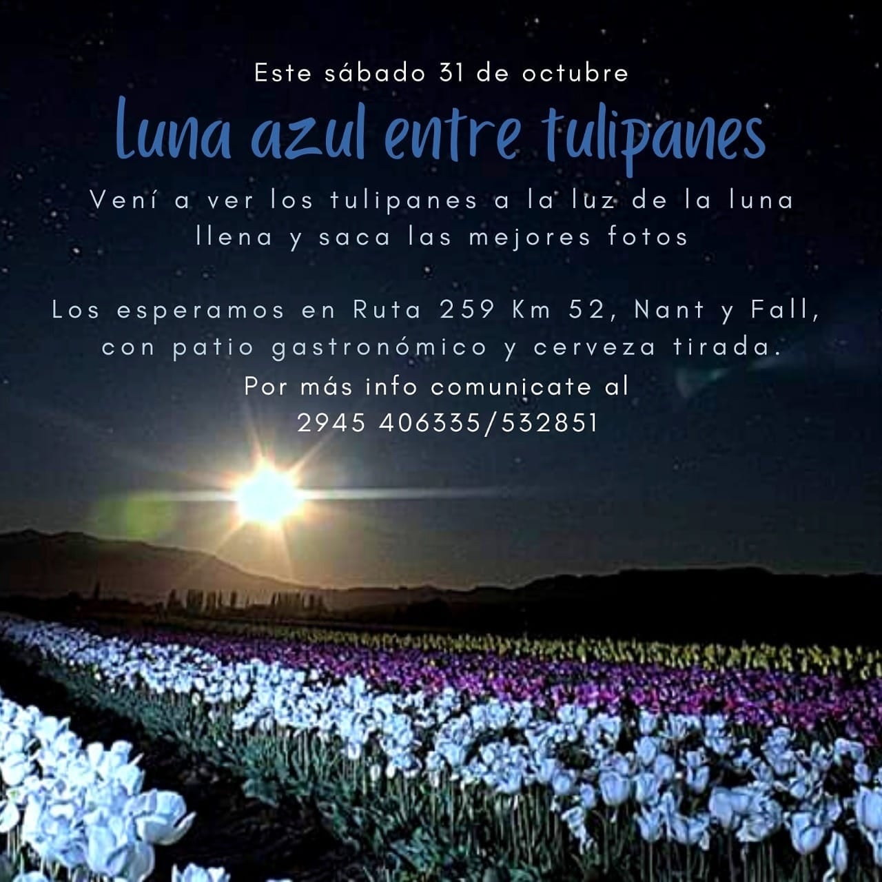 www.minutoneuquen.com tulipanes1