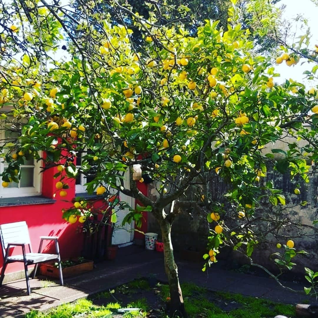 www.minutoneuquen.com limones1