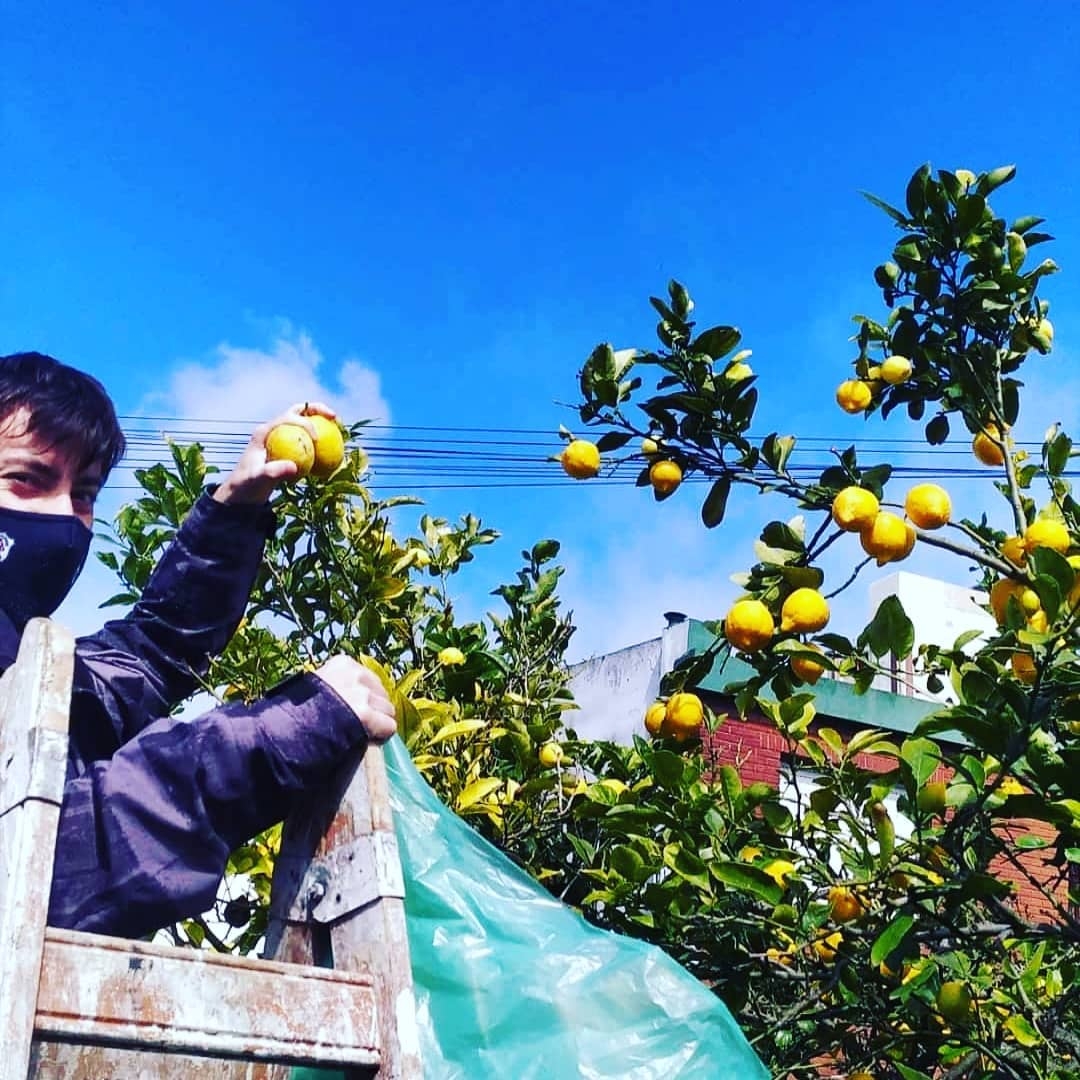 www.minutoneuquen.com limones2