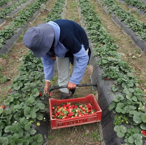 www.minutoneuquen.com frutilla2