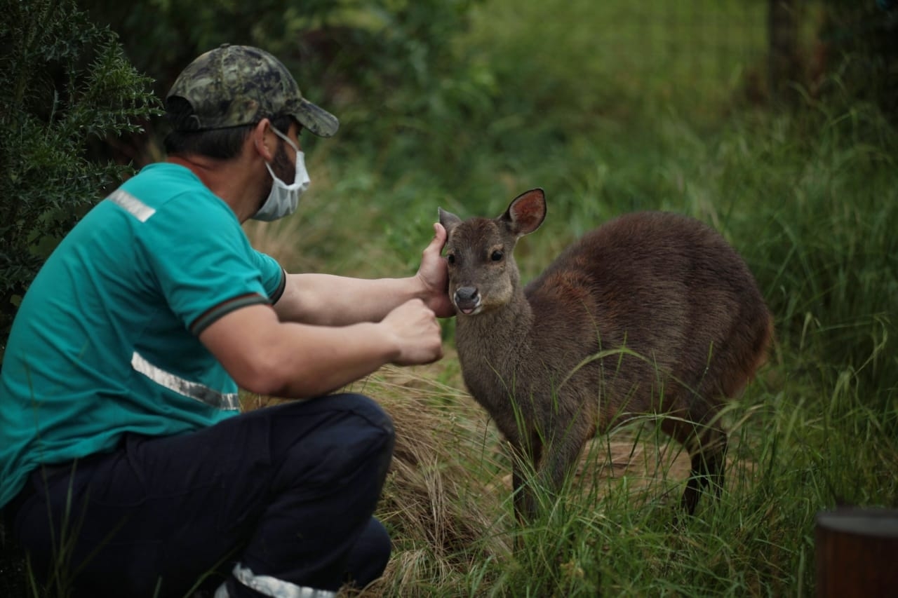 La BCA trasladó animales de un predio en Paraná 4