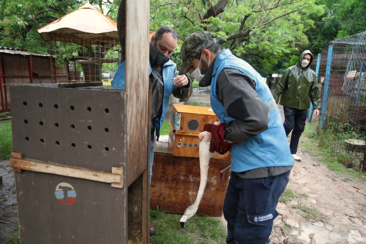 La BCA trasladó animales de un predio en Paraná 6