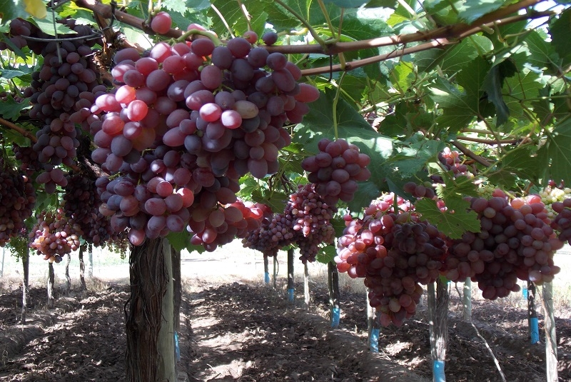 www.minutoneuquen.com uvas3