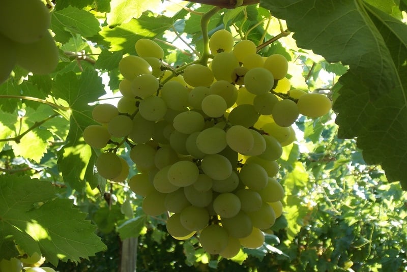 www.minutoneuquen.com uvas1