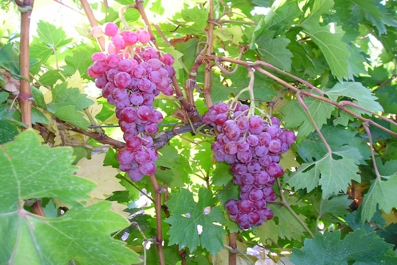www.minutoneuquen.com uvas2