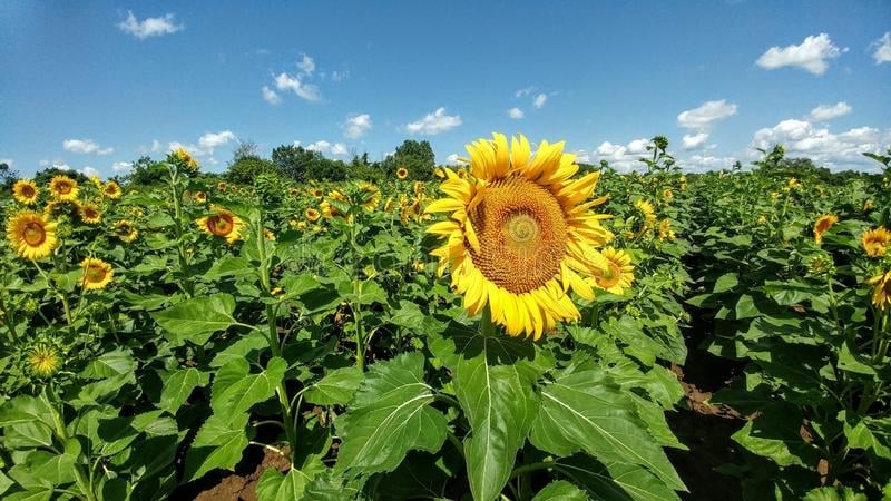 www.minutoneuquen.com girasoles3
