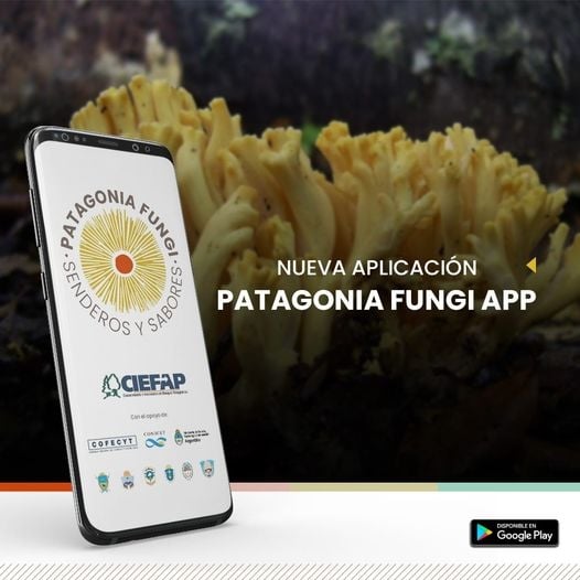www.minutoneuquen.com apphongos1