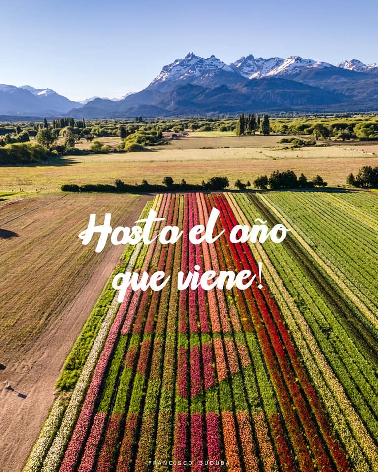 www.minutoneuquen.com tulipanes