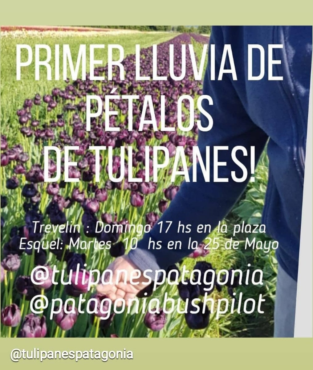 www.minutoneuquen.com tulipanes4