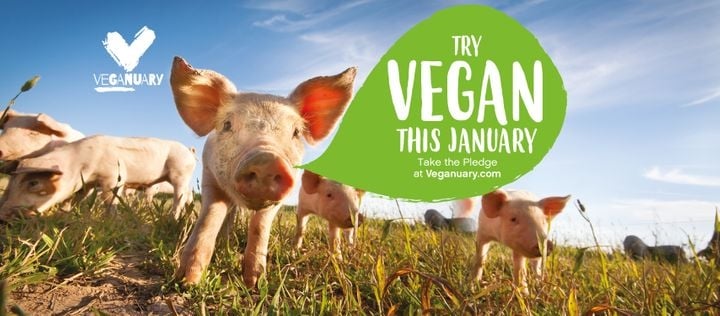 www.minutoneuquen.com veganismo5