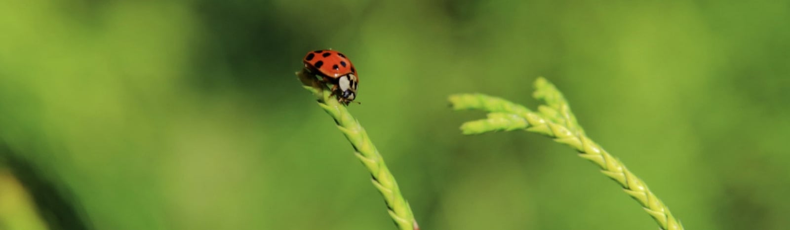 Copia-de-Copia-de-Foto-destacada-1920x560px-2-1714x500