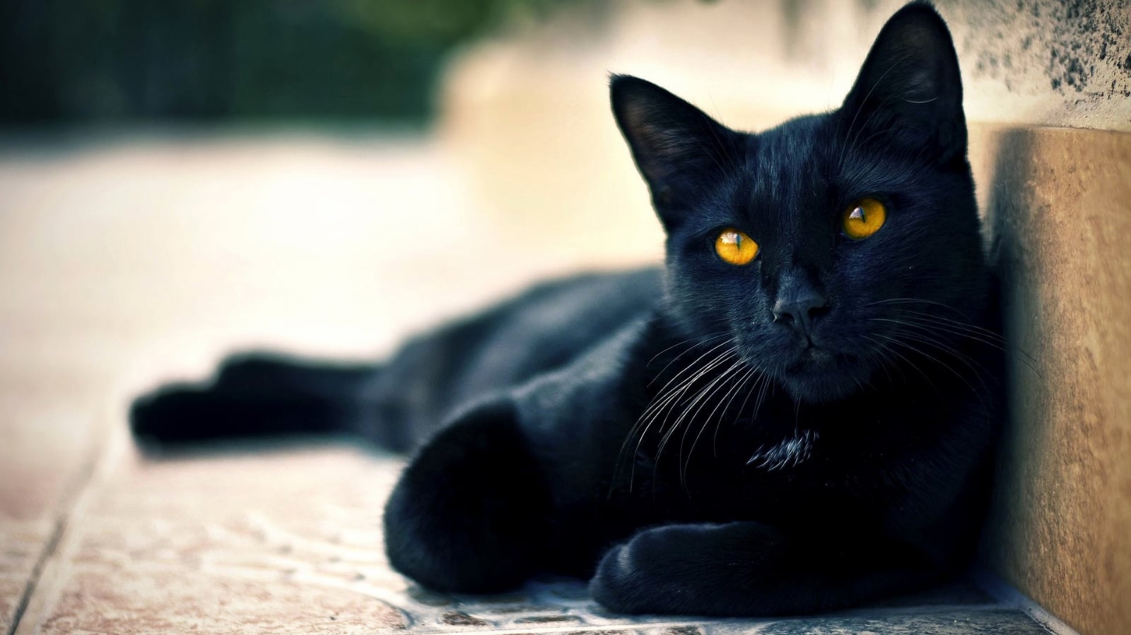 Gatos-origen-mala-suerte-9-1