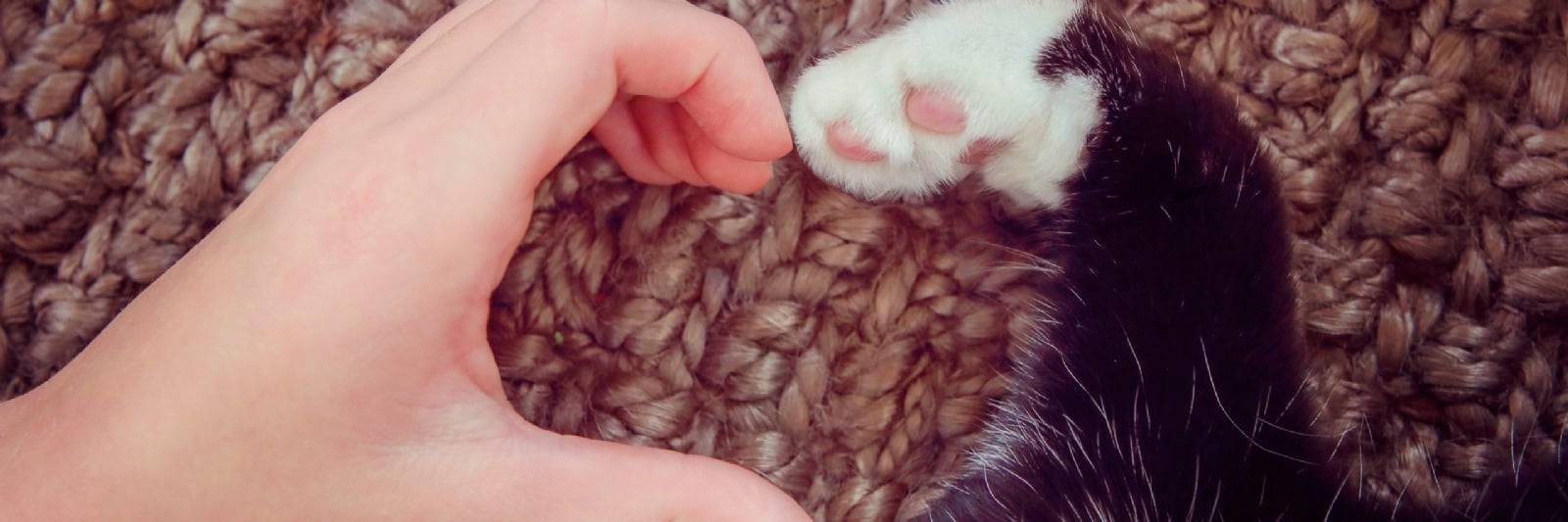 blog-asi-celebramos-nuestro-amor-por-los-animales-este-14-de-febrero-mx-scaled