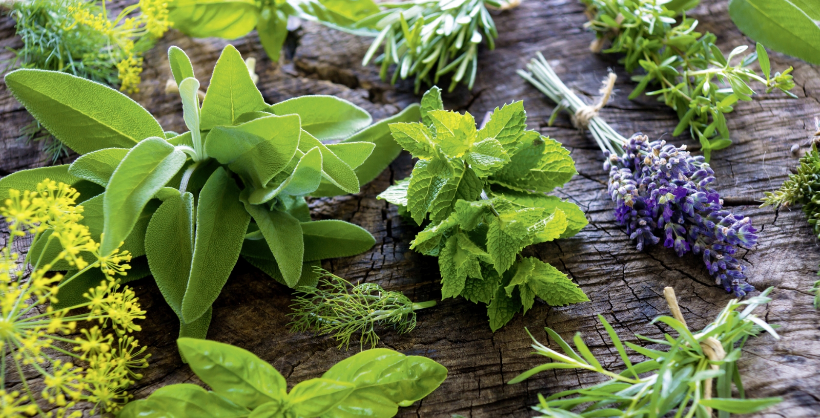 plantas-aromaticas
