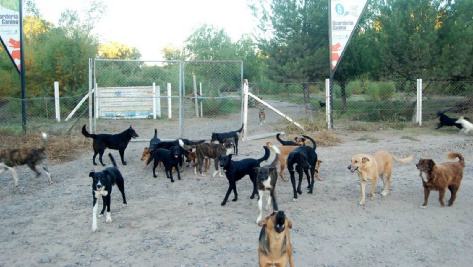 perros1