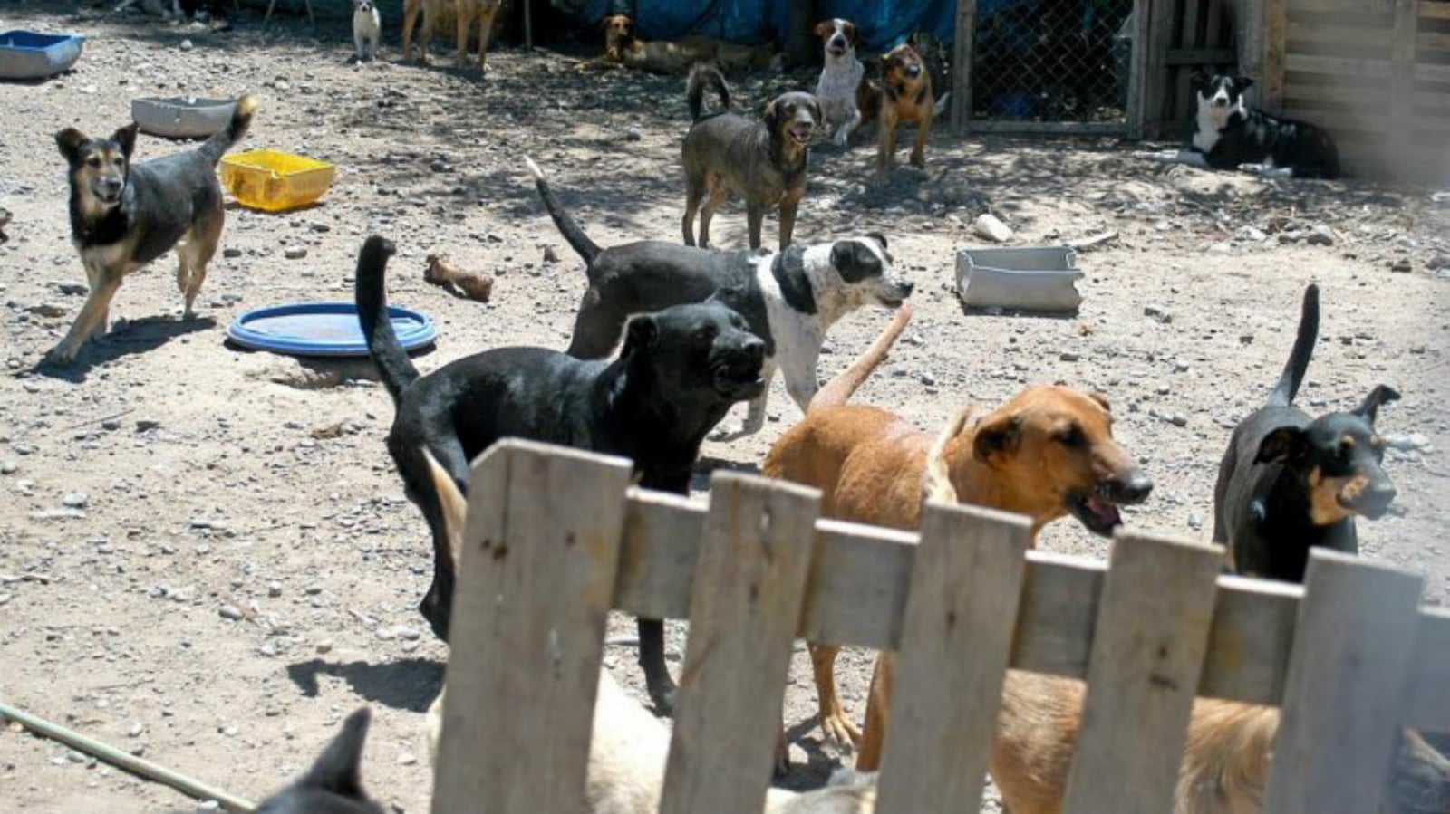 perros2