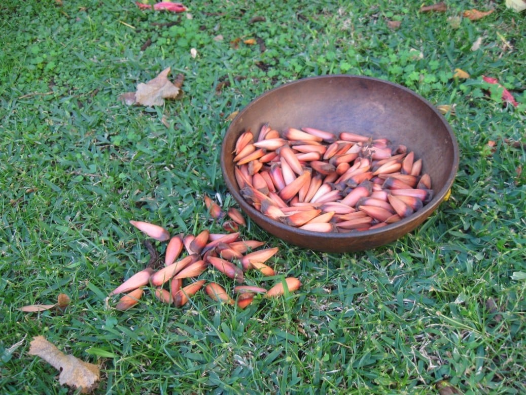 piñon apertura