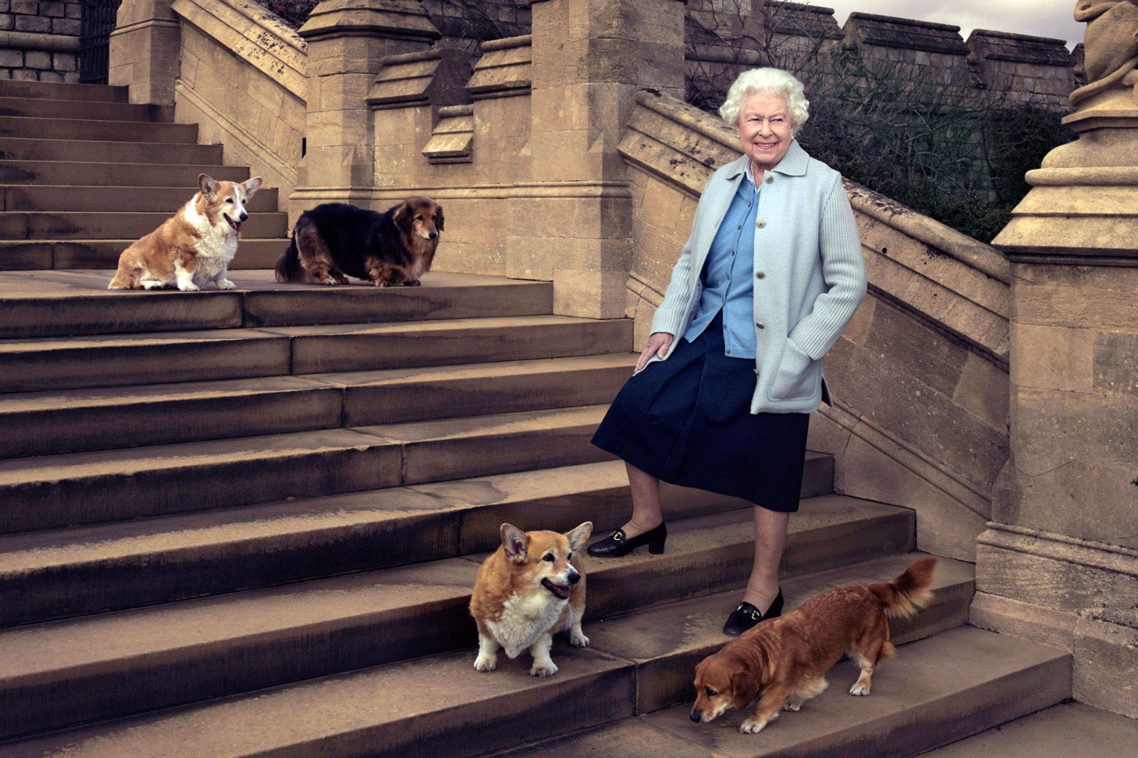 reina-isabel-corgi